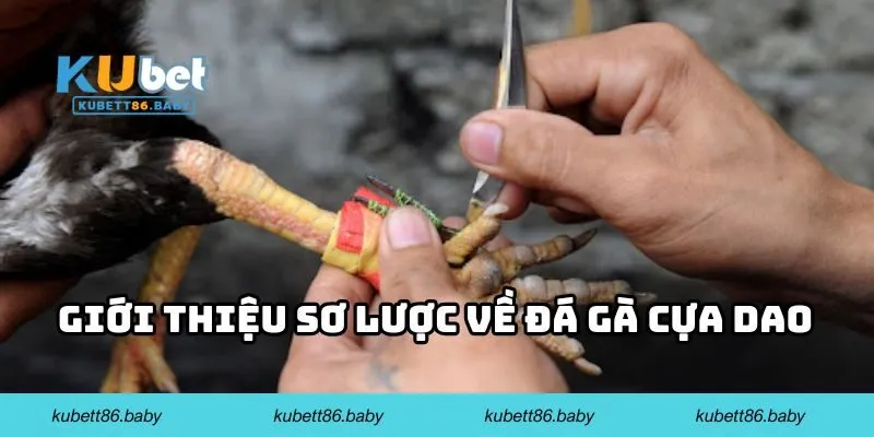 Giới thiệu sơ lược về đá gà cựa dao